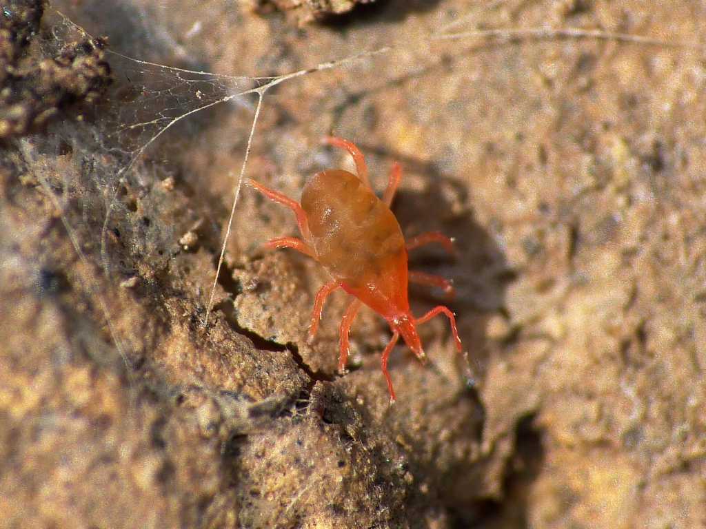 Colonia di acari Bdellidae - Tolfa (RM)
